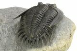 Mrakibina Trilobite - Free-Standing Genal Spines #289445-5